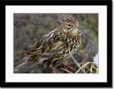 South Georgia Pipit