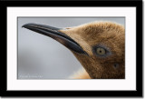 Close-up of a Chick