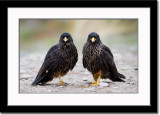 Two Almost Identical Caracaras