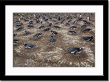 Nesting Gentoo Penguins