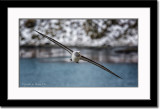 Grey-headed Albatross in Flight