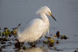 Juvenile White Egret