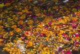 Offerings on the river.jpg