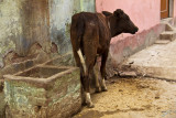 Calf in the streets of Allahabad.jpg