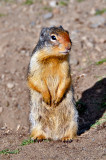 Ground squirrel