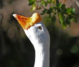 African Goose