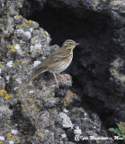 Prispolone indiano (Anthus hodgsoni - Olive-backed Pipit)