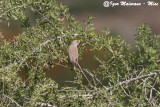 Trombettiere (Bucanetes githagineus - Trumpeter Finch