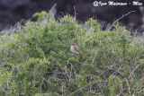 Averla isabellina (Lanius isabellinus - Isabelline Shrike)