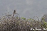 Averla isabellina (Lanius isabellinus - Isabelline Shrike)