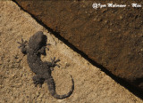 Tarantola muraiola (Tarentola mauritanica - Moorish Gecko)