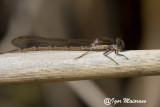 Sympecma fusca - Common Winter Damsel