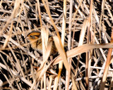 Nelsons Sparrow