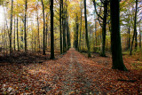 Heverleebos