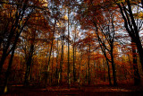 Heverleebos