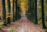 Heverleebos