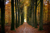Heverleebos