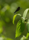 Demoiselle bistre - Calopteryx maculata 