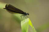 Demoiselle bistre - Calopteryx maculata