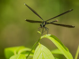 Demoiselle bistre - Calopteryx maculata 