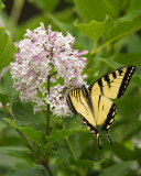 Papillon tigr du Canada sur Lilac