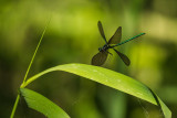 Demoiselle bistre - Calopteryx maculata