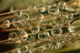 Morning dew on dandelions (IMG_6126m.jpg)