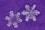 snowflake (IMG_2533ok.jpg)