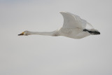 Wilde zwaan (Cygnus cygnus)