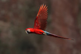 Red and green macaw