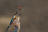 Indische scharrelaar