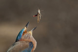 Indische scharrelaar