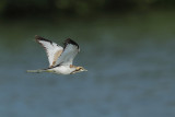 Pheasant-tailed Jacana ( Waterfazant )