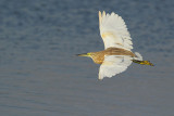 Squacco Heron ( Ralreiger )