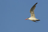 Caspian Tern ( Reuzenstern )