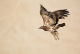 Steppe eagle ( Steppe arend )