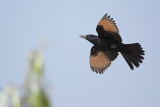 Tristram's starling ( Tristrams spreeuw )