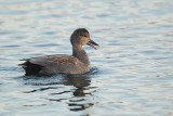 Gadwall ( Krakeend )