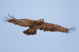 Steppe eagle ( Steppe arend )