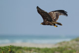 Greater Spotted Eagle ( Bastaardarend )