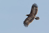 Greater Spotted Eagle ( Bastaardarend )