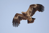 Steppe Eagle ( Steppe arend )