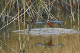 Kingfisher (IJsvogel)