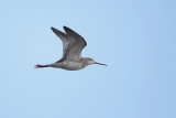 Spotted Redshank (Zwarte ruiter)