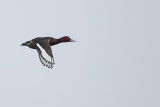 Ferruginous Duck (Witoogeend)