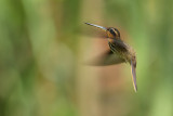 Saw Billed Hummingbird  (Zwaardkolibrie)