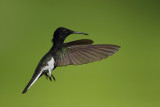 Black Jacobin (Rouwkolibrie)