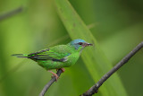 Bleu Dacnis (Blauwe pitpit)