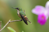 Festive Coquette  (Gepluimde Koket kolibrie)