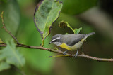 Bananaquit (Suikerdiefje)